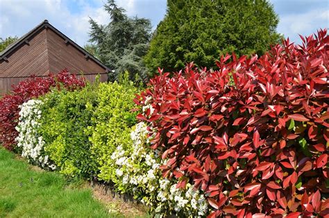 Hedging Plants: UK Grown, High Quality Hedges - Roots Plants