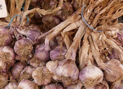 A Quick Guide on How to Harvest Garlic - Organic Authority