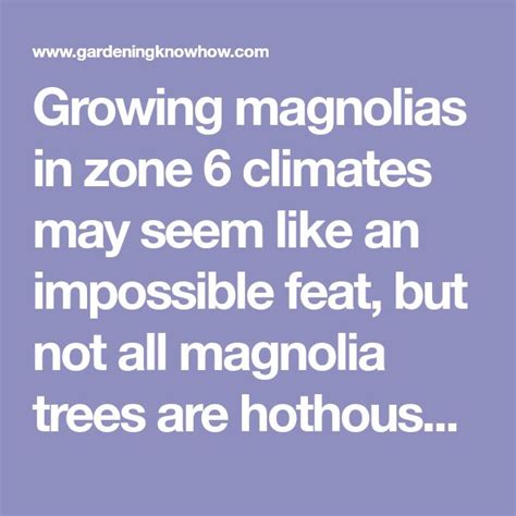 Hardy Magnolia Varieties – Learn About Zone 6 Magnolia Trees | Magnolia trees, Magnolia, Tree