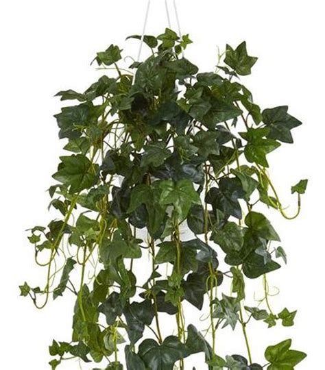 English Ivy in a Hanging Basket 8" - Urban Garden Center