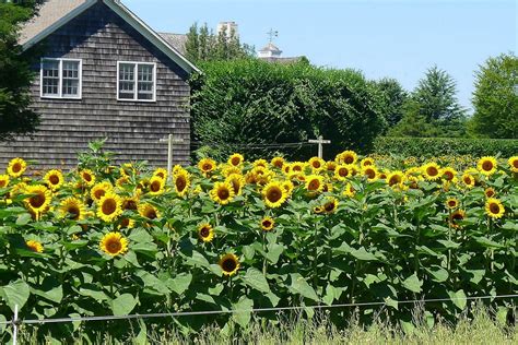 Sunflower Garden Ideas 2023