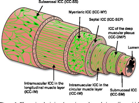 Figure 1 from The Significance of Interstitial Cells in ...