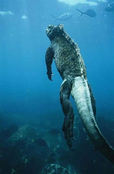 Godzilla | Marine iguana, Marine animals, Iguana