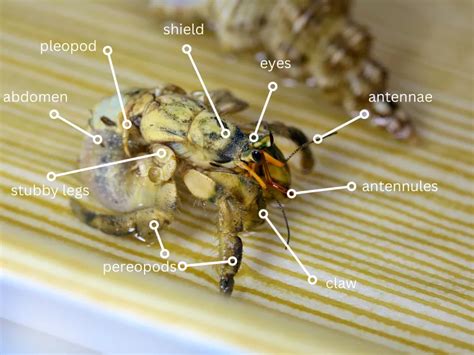 Hermit Crab Anatomy: External and Internal Organs - VIVO Pets