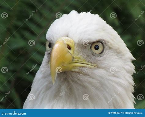 American Bald Eagle stock image. Image of head, freedom - 99464377