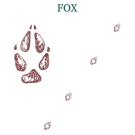 fox steps, footprint, trail. fox tracks. Typical footprints 4891472 Vector Art at Vecteezy