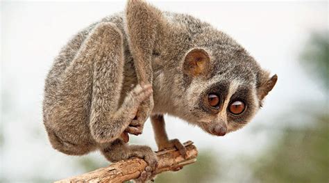 Slender loris | Thevangu | unahapuluwa | Devanga-pilli | Arawe-papa - Native Breed.org