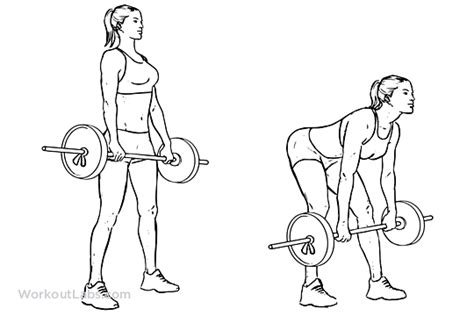 Romanian Deadlift | Illustrated Exercise guide - WorkoutLabs