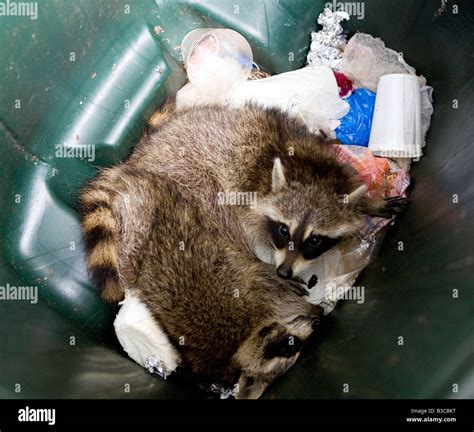 Can Raccoons Eat Dog Food