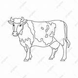 Gambar Kontur Mewarnai Sapi Hewan Ternak Seri Anak Sketsa PNG  sketch template