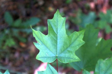 Florida Maple (Acer floridanum) - Footsteps in the Forest