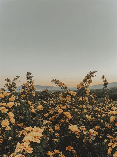 peachy skies | Yellow flower wallpaper, Nature wallpaper, Aesthetic iphone wallpaper