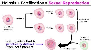 Fertilization Meiosis