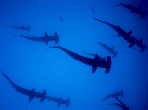 Hammerhead Sharks Wallpapers - Wallpaper Cave