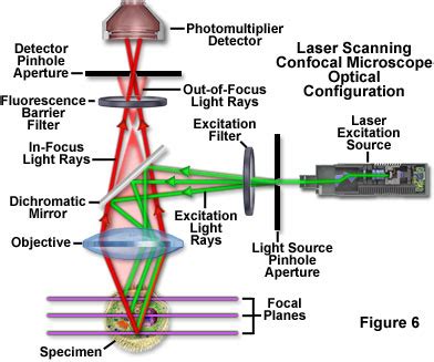 ZEISS Microscopy Online Campus | Live-Cell Imaging | Microscopy Techniques