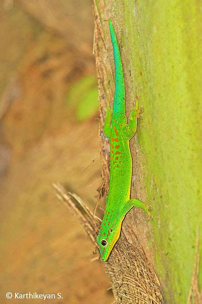 Andaman Day Gecko – Karthik's Journal