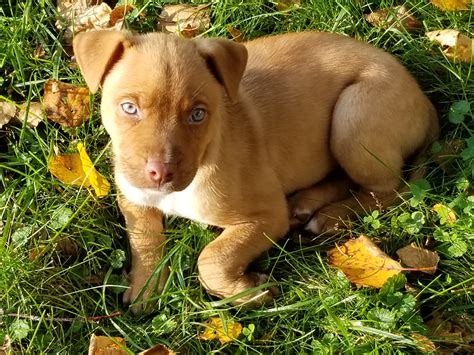 Enjoy this beautiful pup. Pitbull-Husky mix, Rebel. : r/aww