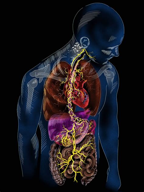 Vagus Nerve Anatomy - Portfolio - SayoStudio