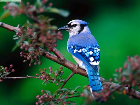 Blue Jay Facts - What Do Blue Jays Eat - Where Do Blue Jays Live
