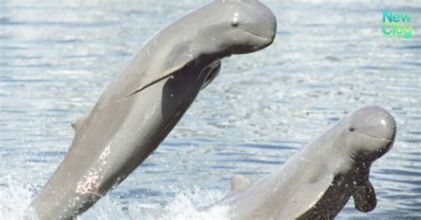 Hope for critically endangered Mekong river dolphins as their population