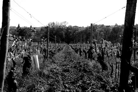 Mâcon-Villages & Mâcon-Fuissé | Vineyards | Domaine de la Creuze Noire