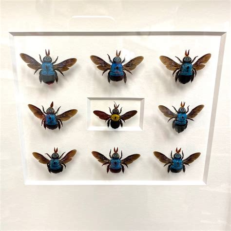 Beautiful blue carpenter bee frame, available at natur