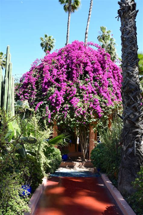 Majorelle Garden Flowers | World-Adventurer