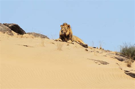 Safaris for the Soft-Hearted: In Search of Namibia’s Endangered Lions - WSJ