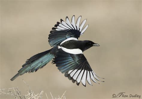 Iridescent Magpie In Flight (and an “early bird” of another species) – Feathered Photography