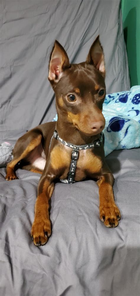 Miniature Pinscher Puppies For Sale | Tamarac, FL #328891