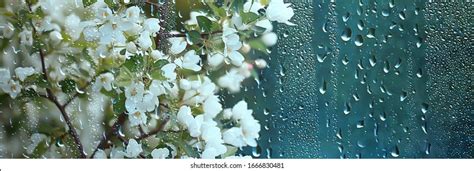 95 Background Flower Rain free Download - MyWeb