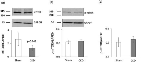 mTOR Western blot results at week 9. Left ventricular (a) total mTOR... | Download Scientific ...