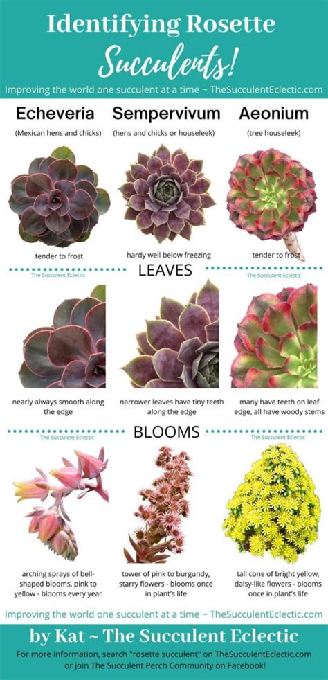 Rosette Succulent Types ~ Identification & [Infographic] | The Succulent Eclectic