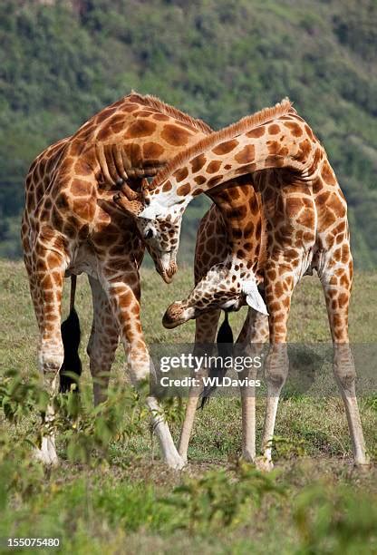 253 Giraffe Fight Stock Photos, High-Res Pictures, and Images - Getty ...