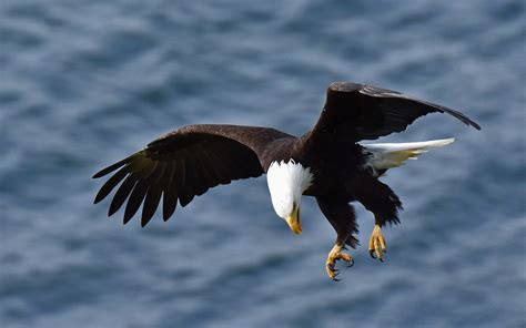 Incoming!! | A Bald Eagle swoops down over the ocean, quite … | Flickr