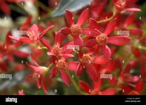 Ceratopetalum gummiferum, New South Wales Christmas Bush, is a tall ...