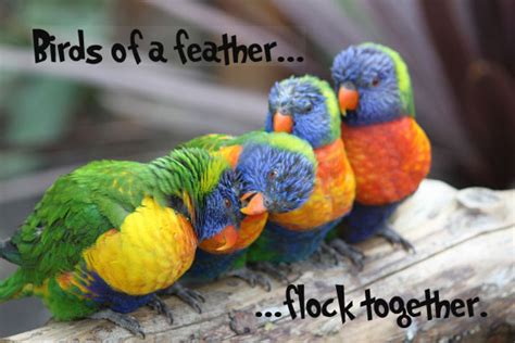 Proverb - Birds of a feather flock together - Funky English