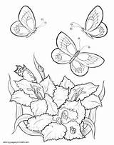 Coloring Pages Of Flowers And Butterflies At GetDrawings  Free Download sketch template