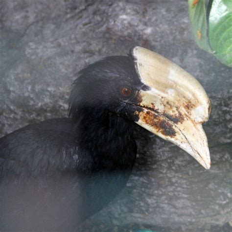 (Malayan) Black Hornbill