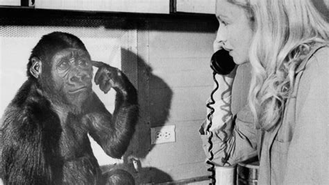 Koko the gorilla dies: 'She taught me so much,' trainer says - Good Morning America