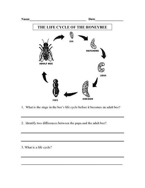 Free Printable Honey Bee Life Cycle Worksheet