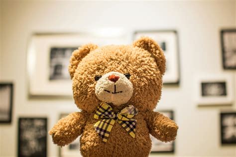 Brown Bear Plush Toy · Free Stock Photo