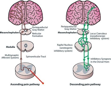 Spinoreticular Tract Pathway