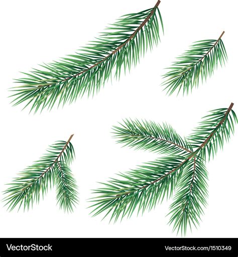 Branches a christmas tree Royalty Free Vector Image