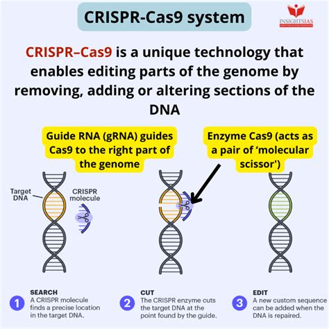 Gene-editing in embryos - INSIGHTS IAS - Simplifying UPSC IAS Exam ...