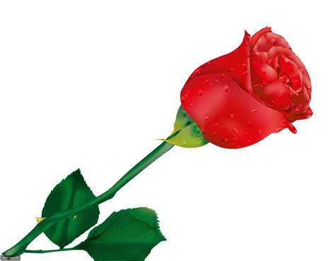 Red Rose Clip Art - ClipArt Best