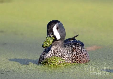 Male Blue Winged Teal Duck Photograph by Kathy Baccari | Fine Art America