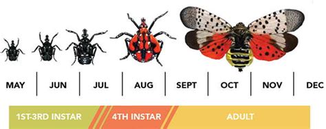 Spotted Lanternfly Lifecycle