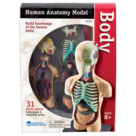 Human Body Anatomy Model, 31 Pieces - Funtastic Learning Toys