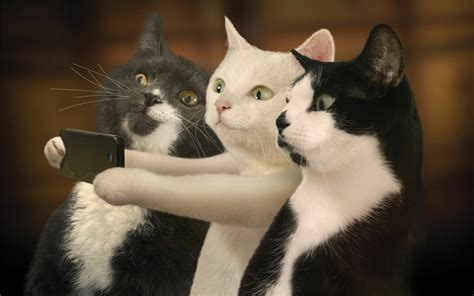 Funny Cat Selfie in Stunning 4K Ultra HD Wallpaper!